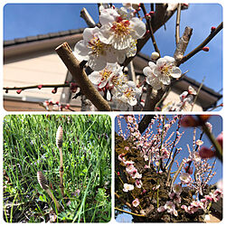 自然がいっぱい/春の庭/つくし/梅の花/梅の木...などのインテリア実例 - 2022-03-16 15:24:48