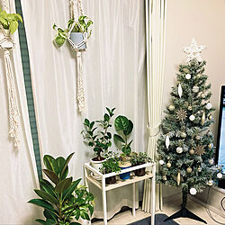 ニトリ/クリスマスツリー150cm/クリスマス/植物のある暮らし/ミニ観葉植物...などのインテリア実例 - 2021-11-26 11:50:35