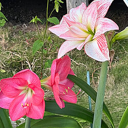 棚/実家の庭/アマリリスの花/綺麗な花のインテリア実例 - 2024-05-04 00:11:38