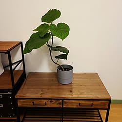 机/IKEA/観葉植物のインテリア実例 - 2021-10-10 23:48:49