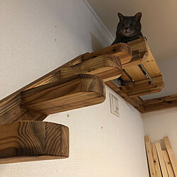 DIY/猫/キャットウォーク/壁/天井のインテリア実例 - 2023-05-07 12:06:04