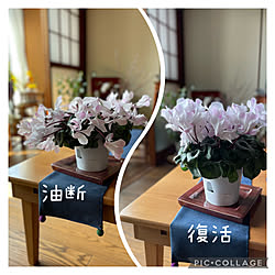 シクラメン/植物のある暮らし/逢/春/部屋全体のインテリア実例 - 2022-03-19 17:04:16