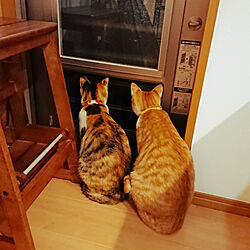 キッチン/ねこのいる日常/猫のいる暮らし/窓/勝手口からの眺めのインテリア実例 - 2019-04-07 22:33:53