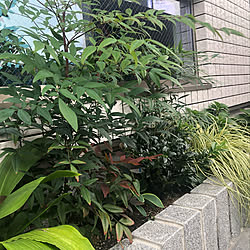 観葉植物/地窓fix/窓辺/グリーン/ナンテン...などのインテリア実例 - 2022-10-12 09:24:27