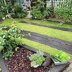 バークチップ/中央花壇/家庭菜園の収穫/雨後の庭/枕木と芝生のアプローチ...などのインテリア実例 - 2022-06-16 08:04:30