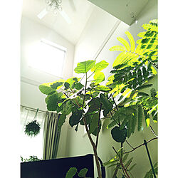 壁/天井/観葉植物/観葉植物のある暮らし/緑のある暮らし/ウンベラータ...などのインテリア実例 - 2022-09-14 20:10:55