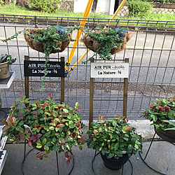 小物雑貨/アイアン雑貨/雑貨/アイアン壁飾り/観葉植物のある暮らし...などのインテリア実例 - 2021-09-18 11:07:31