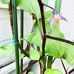 部屋全体/実になりかけ途中/花が咲きました/夏野菜が順調です/ピーマン栽培...などのインテリア実例 - 2023-12-07 10:05:21