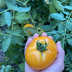 編む人/収穫/黄色普通サイズのトマト/玄関/入り口のインテリア実例 - 2022-07-18 18:09:50