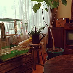 部屋全体/和室/ウンベラータ/いす/植物...などのインテリア実例 - 2017-05-21 15:56:12