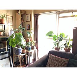 部屋全体/観葉植物/植物のある暮らし/IKEA/モスグリーン...などのインテリア実例 - 2016-03-11 01:10:33