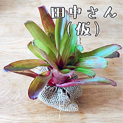 植物のある暮らし/いいね、フォロー本当に感謝です♡/観葉植物/いつも見てくれてありがとう♥︎/グリーンのある暮らし...などのインテリア実例 - 2021-03-24 13:19:56