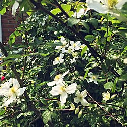 玄関/入り口/ガーデニング♡/花に囲まれて暮らしたい/薔薇が好き/花のある暮らし...などのインテリア実例 - 2017-05-01 14:49:00