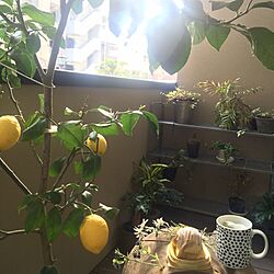 レモン/お茶の時間/Happy/ガーデニング/リビングのインテリア実例 - 2016-03-23 22:40:38