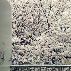 玄関/入り口/3COINS/桜のインテリア実例 - 2014-04-02 21:27:25