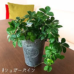 観葉植物/アンティーク/こどもと暮らす/ナチュラル/賃貸...などのインテリア実例 - 2017-01-31 17:15:00