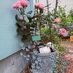 庭/花のある暮らし/ガーデニング/バラ/薔薇...などのインテリア実例 - 2022-05-26 08:08:57