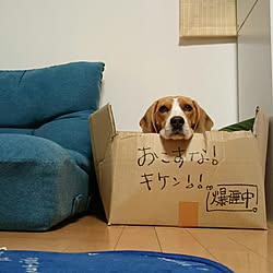 リビング/いぬと暮らす/ビーグル犬/ニトリ 雑貨のインテリア実例 - 2019-02-01 17:04:43