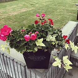 玄関/入り口/アイビーゼラニウム/芝生の庭/花のある暮らしのインテリア実例 - 2017-05-10 19:12:05