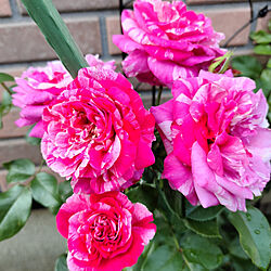ベッド周り/北海道/ピンクの花♪/薔薇/３年目の庭...などのインテリア実例 - 2022-07-29 09:13:45