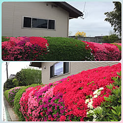 平屋暮らし/春/花のある暮らし/植物のある暮らし/癒しのひととき...などのインテリア実例 - 2022-04-25 20:56:39