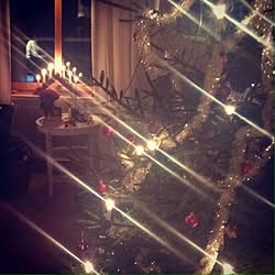 リビング/christmas tree/Christmas lights/cozy/warm...などのインテリア実例 - 2014-01-03 08:08:51