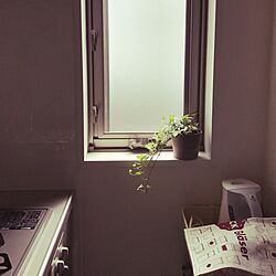 キッチン/IKEA/観葉植物/一人暮らしのインテリア実例 - 2017-04-15 13:10:25