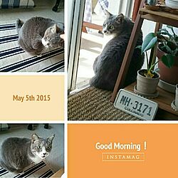壁/天井/IKEA/ニトリ/プランター台/猫のインテリア実例 - 2015-05-05 08:52:00