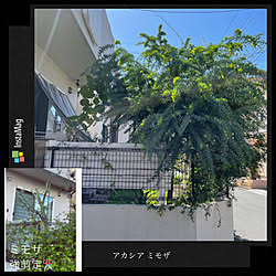 フェンスDIY/ガーデニング/ミモザ/輸入住宅/いいね&フォローありがとうございます☆...などのインテリア実例 - 2022-09-16 16:57:38