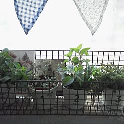 棚/植物のインテリア実例 - 2013-12-03 13:43:30