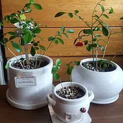 シルクジャスミン/観葉植物のある部屋/DAISO＆セリア＆雑貨/部屋全体/植え替えました❗のインテリア実例 - 2016-07-08 18:08:02