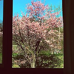 壁/天井/窓からの景色/桜/ピクチャーウィンドウ/壁・天井ではありませんのインテリア実例 - 2017-05-04 18:37:05