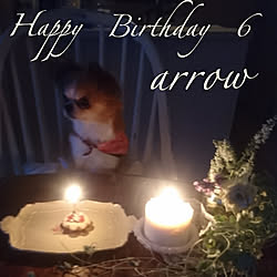 リビング/愛犬チワワ♡/HAPPY BIRTHDAY❤︎のインテリア実例 - 2019-08-22 18:51:09