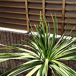 ドライガーデン/南国の香り/緑のある空間/観葉植物/花のある暮らし...などのインテリア実例 - 2023-05-02 06:54:48