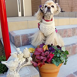 玄関/入り口/犬と暮らす/アメリカンコッカースパニエル/グリーンのある暮らし/寄せ植え...などのインテリア実例 - 2017-02-13 09:11:30