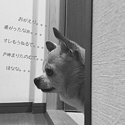 部屋全体/愛犬のインテリア実例 - 2017-10-10 23:09:04
