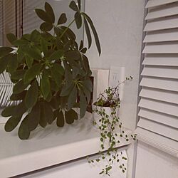 キッチン/暑い/観葉植物のインテリア実例 - 2017-07-13 21:42:25