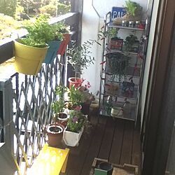 部屋全体/植物/DIY 棚/鉢植え用棚/ベランダガーデニング...などのインテリア実例 - 2013-05-08 14:53:12