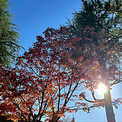 青空！/紅葉がキレイ/紅葉が綺麗です☆*。/秋の気配✨/晴れ15℃...などのインテリア実例 - 2021-11-21 15:14:29