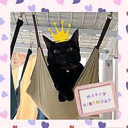 黒猫♡ひぐれ/子供の日が誕生日/2022.5.5/ひぐれの誕生日/生活感のある家...などのインテリア実例 - 2022-05-05 21:29:42