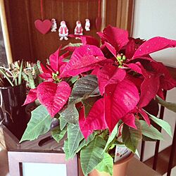 棚/植物/クリスマスのインテリア実例 - 2013-11-15 22:01:56