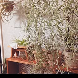 棚/枯らせないわ、私が守るもの。/観葉植物/植物/チランジア...などのインテリア実例 - 2015-02-27 20:18:12