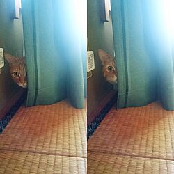 リビング/カーテン/猫のインテリア実例 - 2016-03-18 14:44:43