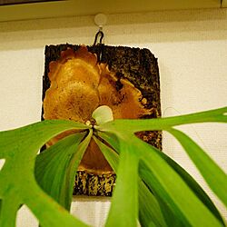 壁/天井/NO GREEN NO LIFE/stag horn fernsのインテリア実例 - 2016-03-18 21:54:48