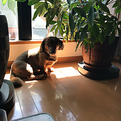 100均グリーン/かわいい/観葉植物のある部屋/お気に入りと暮らす/わんこのいる暮らし...などのインテリア実例 - 2020-06-07 12:13:00