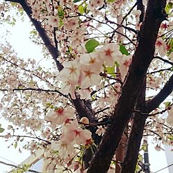 部屋全体/インテリアじゃなくてごめんなさい/2016桜のインテリア実例 - 2016-04-08 02:45:36