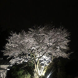 桜/観葉植物/ナチュラル/照明/レトロ...などのインテリア実例 - 2021-03-24 19:30:01