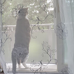 窓と猫の物語2021withYKKAP/そら君のインテリア実例 - 2021-11-21 17:07:03