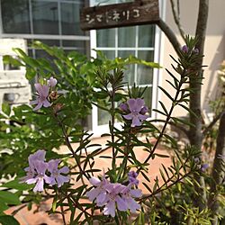 玄関/入り口/カフェ風/植物のインテリア実例 - 2014-05-10 00:40:23