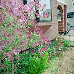 玄関/入り口/ライラック/花壇/植物/庭の花...などのインテリア実例 - 2017-05-25 11:59:16